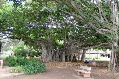 banyan tree 5/6
