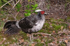 Pheasant 5/11