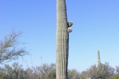 Saguaro National Park about 75 years old